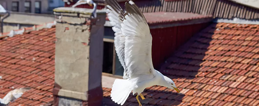 Residential Chimney Animal Removal Solution in Spring Valley, CA