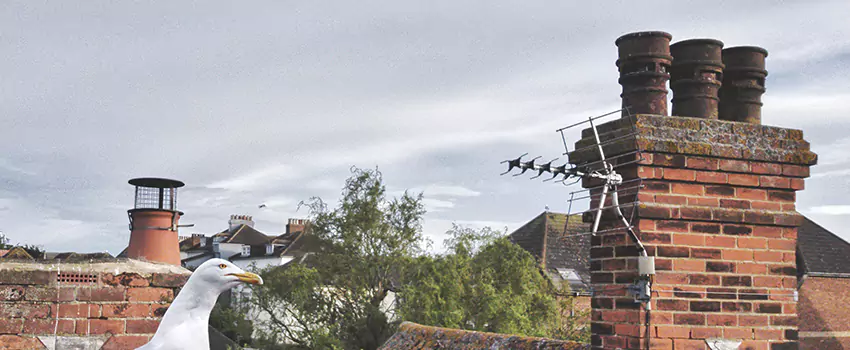 Chimney Cleaning And Restoration in Spring Valley, California